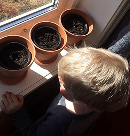 Lillebror ser på potter med spirer