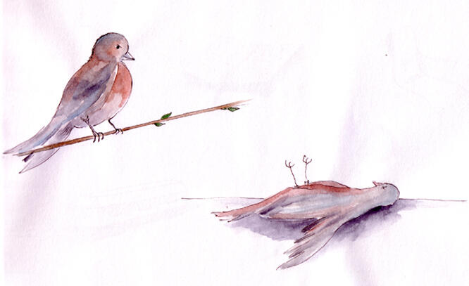 Tegnet illustrasjon av en død og en levende fugl