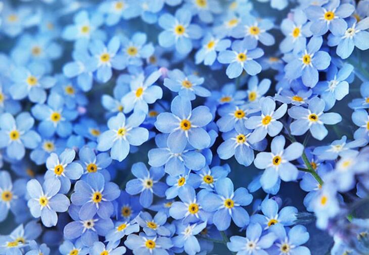 Tett i tett med små blå blomster